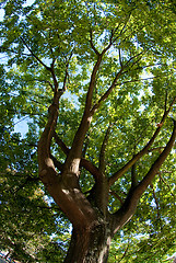 Image showing Branches of the oak
