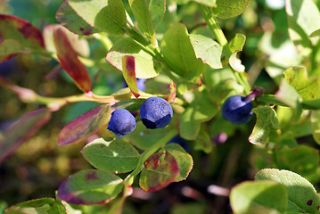Image showing Wild Bilberries