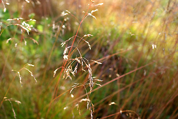 Image showing Deschampsia flexuosa, Wavy Hair-grass Background