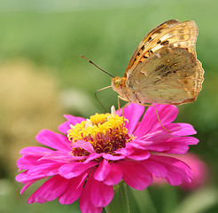 Image showing Flower and butterfly