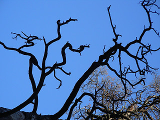 Image showing dry branches