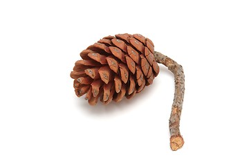 Image showing Mediterranean pine tree cone isolated