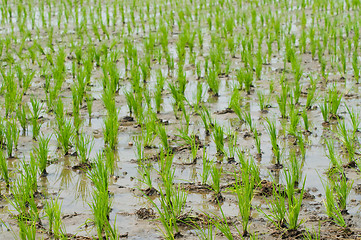 Image showing Rice seedlings in a wet paddy field in Thailand.