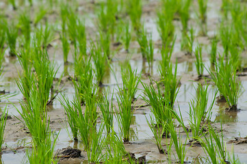 Image showing Rice seedlings in Thailand