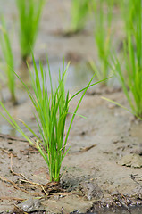 Image showing Rice seedling in a wet paddy field in Thailand.