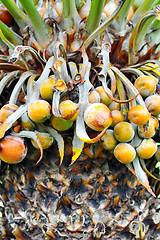 Image showing Close up of palm tree fruit - Cycas circinalis