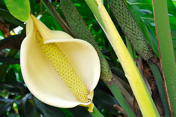 Image showing Close up of Philodendron flower