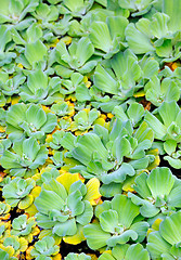 Image showing Pistia  (Water cabbage) -  detail