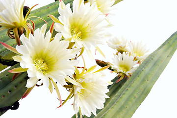 Image showing Close up of cactus flowers – Trichocereus scopulicolus