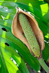 Image showing Close up of Philodendron flower