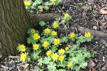 Image showing Winter  aconites