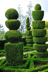 Image showing Decorative green park – Botanical garden Funchal, Madeira