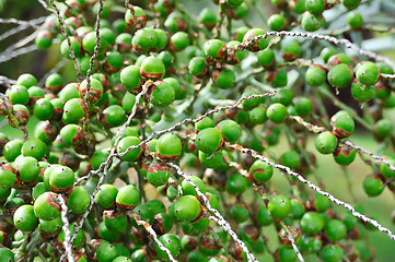 Image showing Palm tree fruit - Neodypsis – botanical garden Funchal, Madeira