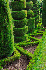 Image showing Decorative green park – Botanical garden Funchal, Madeira