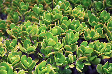 Image showing Close up of Kalanchoe – succulent