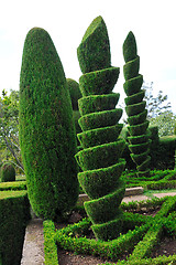 Image showing Decorative green park – Botanical garden Funchal, Madeira