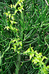 Image showing Close up of succulent and creeper  – background