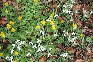 Image showing Snowdrops and winter aconites