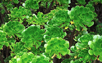 Image showing Close up of an ornamental Aeonium - succulent (Pinwheel)