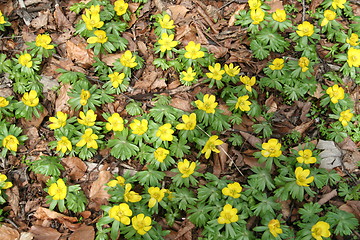 Image showing Winter  aconites