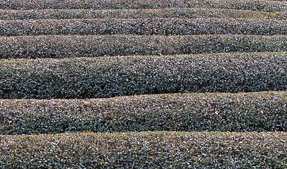 Image showing Tea Field In Winter Texture