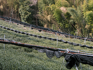 Image showing Tea And Bamboo