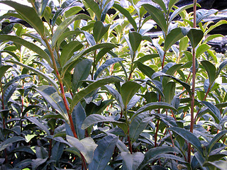 Image showing Tea Field Texture