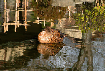 Image showing Park Reflections