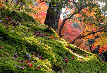 Image showing Autumn Garden