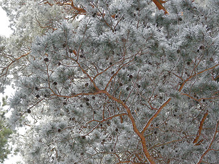 Image showing branches of pine