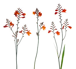 Image showing Orange Marsh Gladiolus