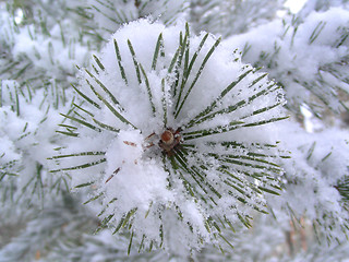 Image showing branch of pine