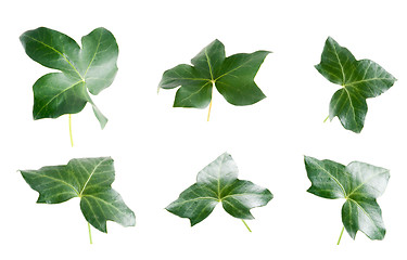 Image showing Green ivy leaves 