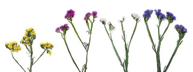 Image showing Statice flowers