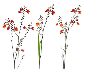 Image showing Orange Marsh Gladiolus