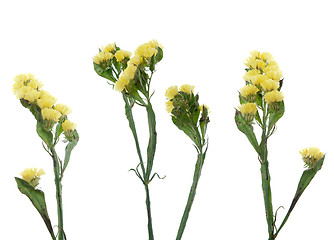 Image showing Statice flowers