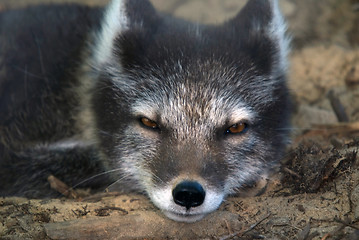 Image showing Arctic Fox