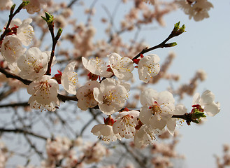 Image showing Cherry blossoms