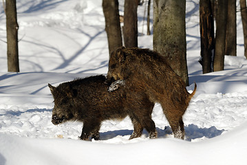 Image showing Wild Boar