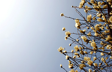 Image showing Spring blossoms - copy space