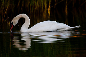 Image showing Swan