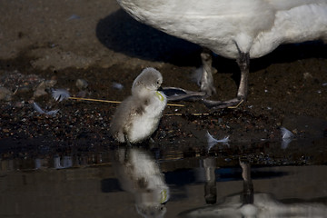 Image showing cygnet