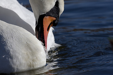 Image showing grooming swan