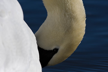 Image showing Swan