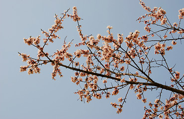 Image showing Spring cherry blossoms