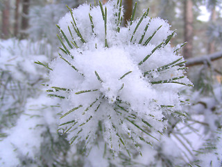 Image showing branch of pine