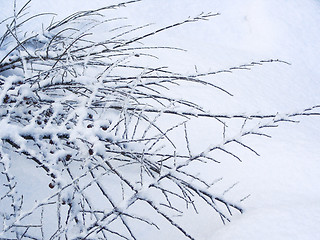 Image showing bush under snow