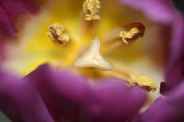 Image showing Flower