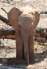 Image showing Baby elephant