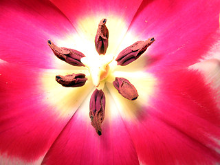 Image showing Flower Wonder